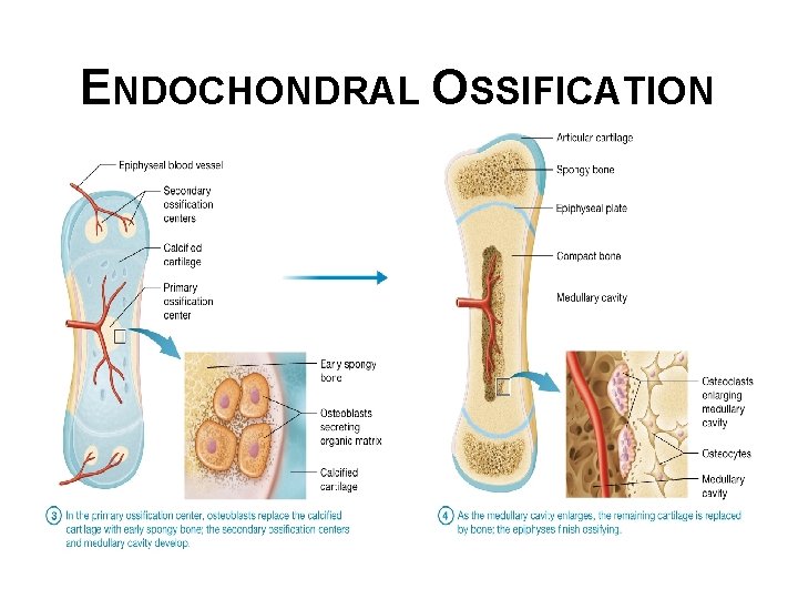 ENDOCHONDRAL OSSIFICATION 