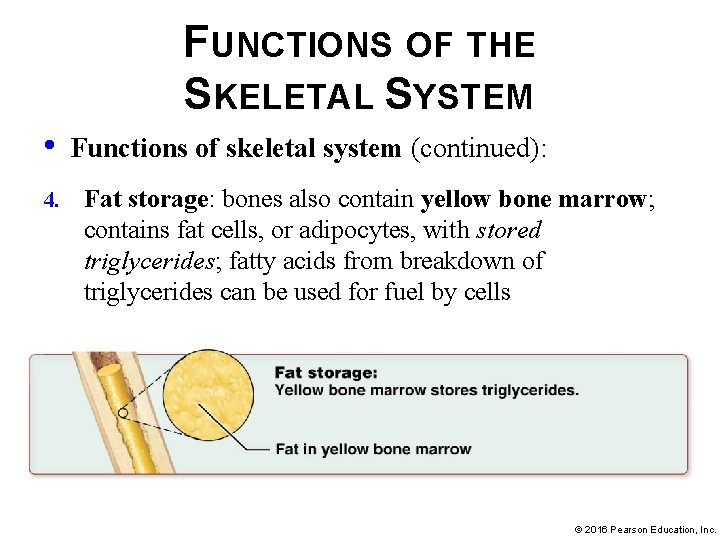 FUNCTIONS OF THE SKELETAL SYSTEM • 4. Functions of skeletal system (continued): Fat storage: