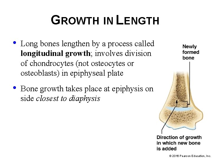 GROWTH IN LENGTH • Long bones lengthen by a process called longitudinal growth; involves