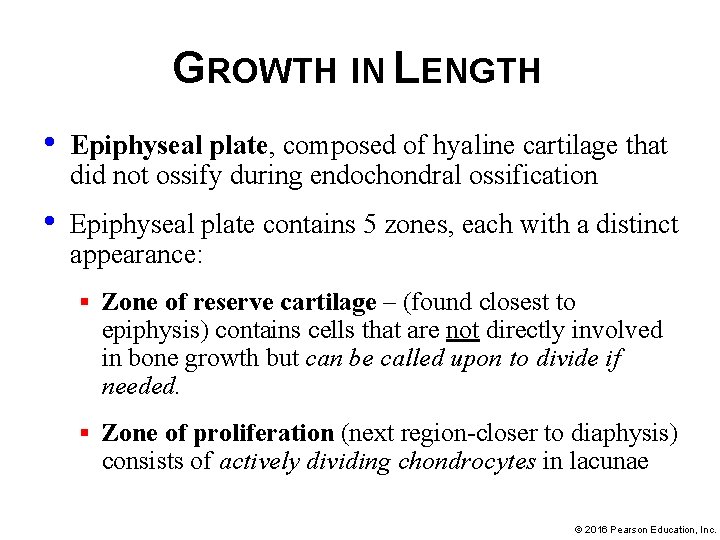 GROWTH IN LENGTH • Epiphyseal plate, composed of hyaline cartilage that did not ossify