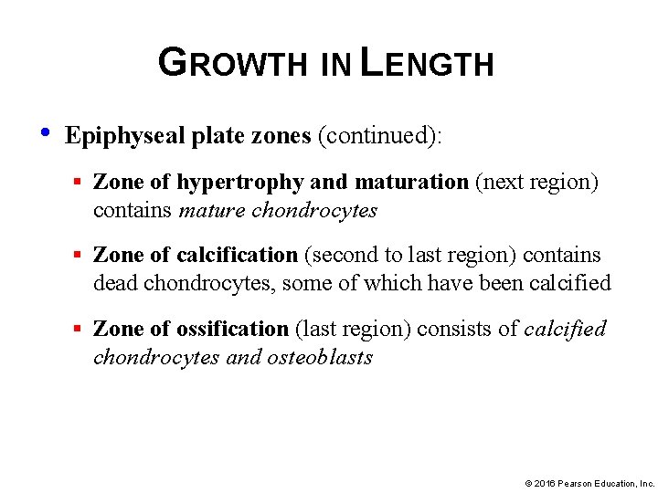 GROWTH IN LENGTH • Epiphyseal plate zones (continued): § Zone of hypertrophy and maturation