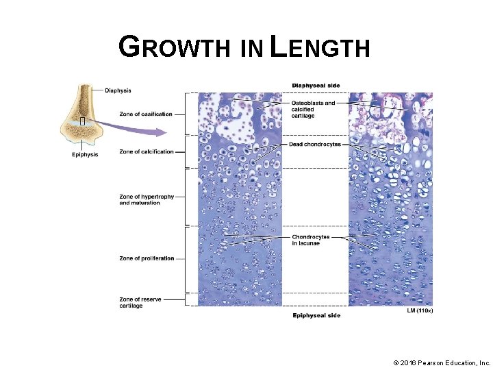 GROWTH IN LENGTH © 2016 Pearson Education, Inc. 