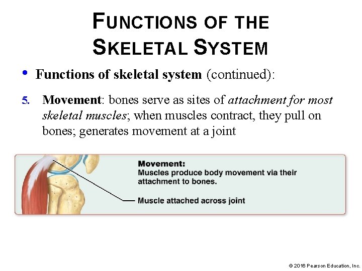 FUNCTIONS OF THE SKELETAL SYSTEM • 5. Functions of skeletal system (continued): Movement: bones