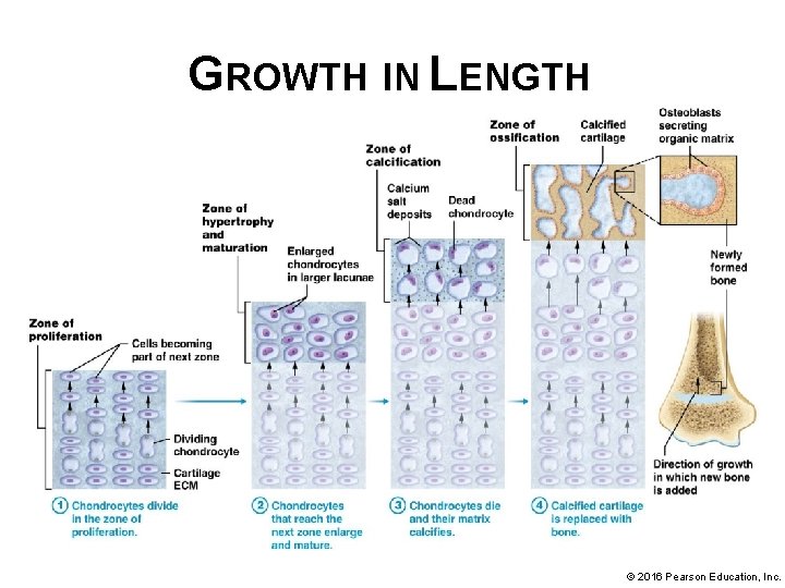 GROWTH IN LENGTH © 2016 Pearson Education, Inc. 