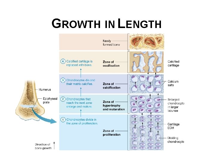 GROWTH IN LENGTH 