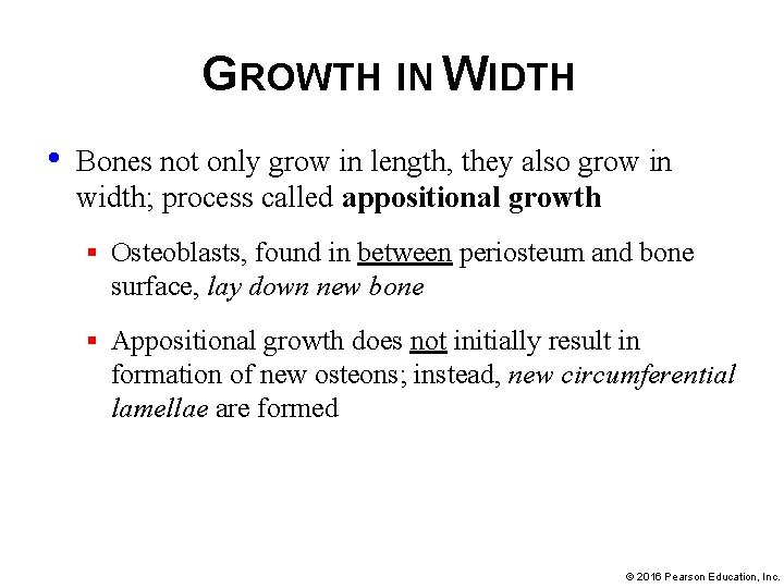 GROWTH IN WIDTH • Bones not only grow in length, they also grow in