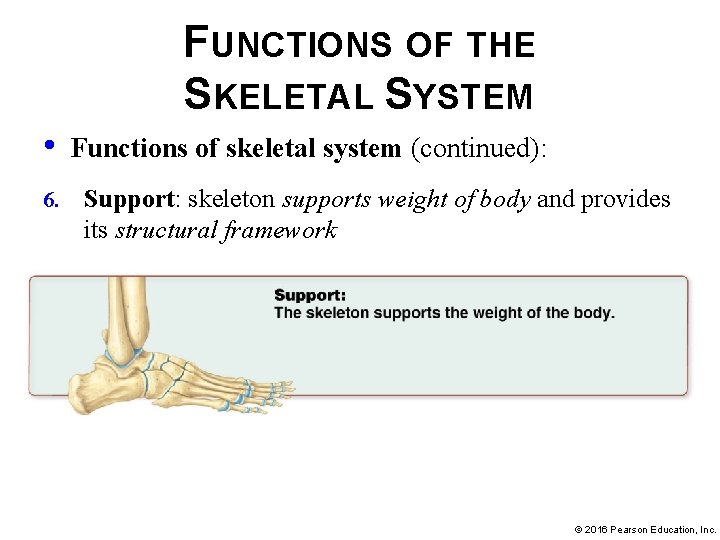 FUNCTIONS OF THE SKELETAL SYSTEM • 6. Functions of skeletal system (continued): Support: skeleton