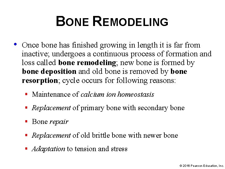 BONE REMODELING • Once bone has finished growing in length it is far from
