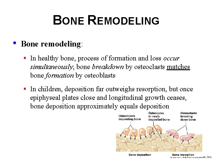 BONE REMODELING • Bone remodeling: § In healthy bone, process of formation and loss