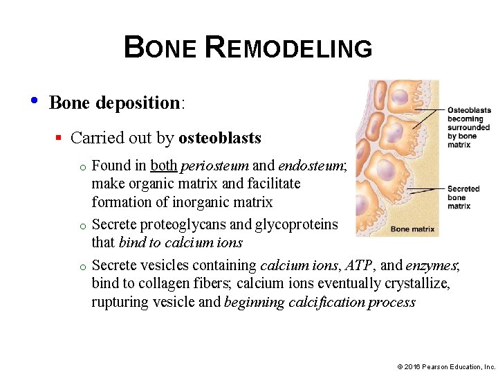 BONE REMODELING • Bone deposition: § Carried out by osteoblasts o o o Found