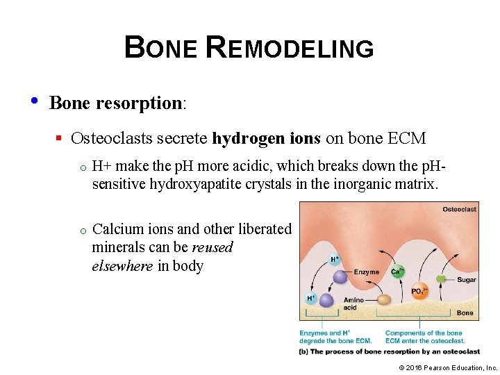BONE REMODELING • Bone resorption: § Osteoclasts secrete hydrogen ions on bone ECM o