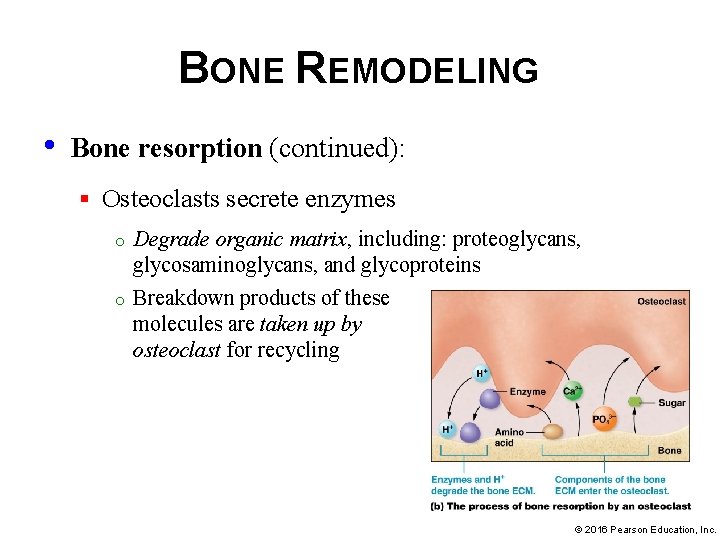 BONE REMODELING • Bone resorption (continued): § Osteoclasts secrete enzymes o o Degrade organic
