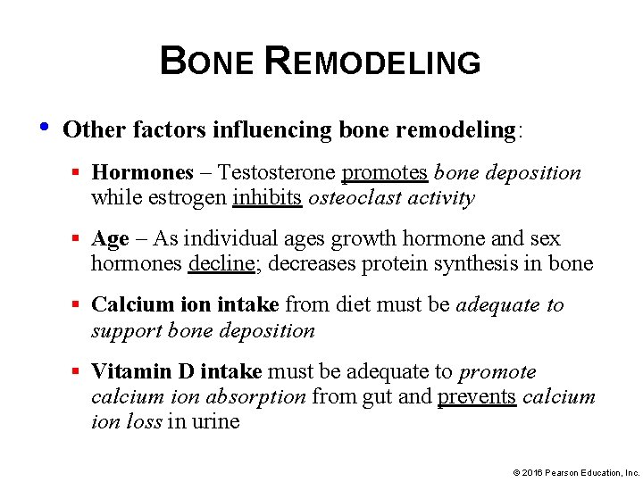 BONE REMODELING • Other factors influencing bone remodeling: § Hormones – Testosterone promotes bone