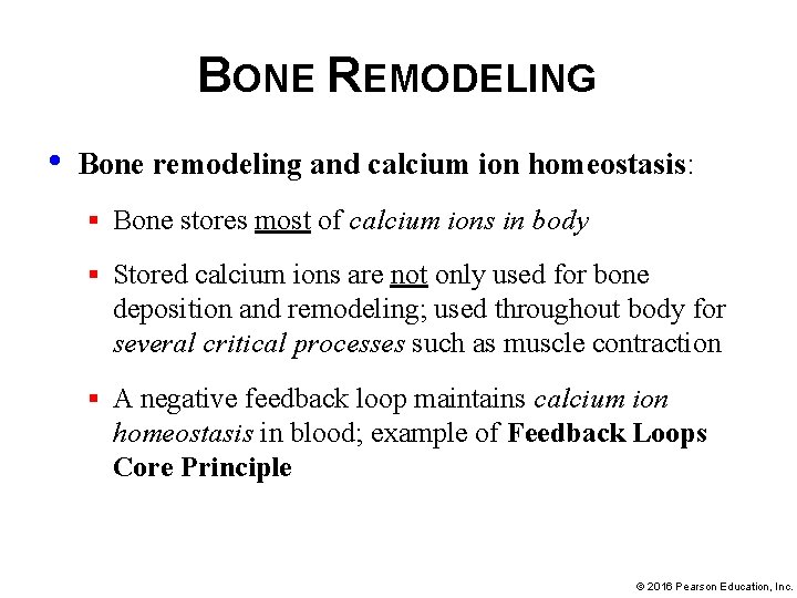 BONE REMODELING • Bone remodeling and calcium ion homeostasis: § Bone stores most of