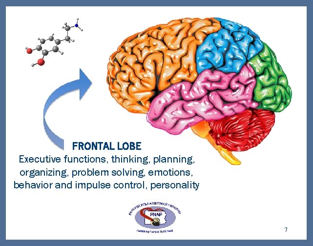FRONTAL LOBE Executive functions, thinking, planning, organizing, problem solving, emotions, behavior and impulse control,
