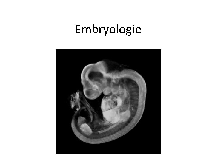 Embryologie 