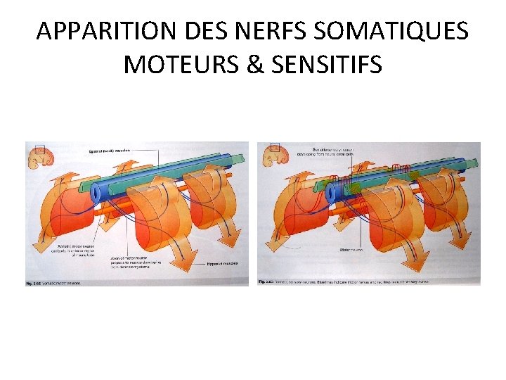 APPARITION DES NERFS SOMATIQUES MOTEURS & SENSITIFS 
