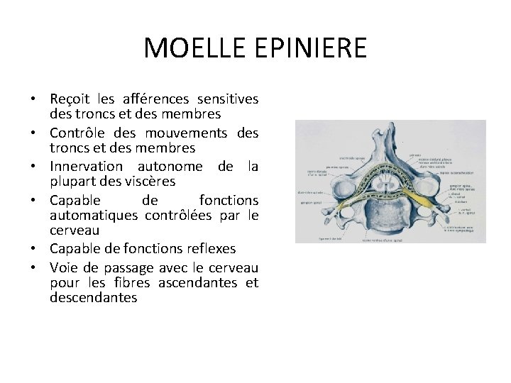 MOELLE EPINIERE • Reçoit les afférences sensitives des troncs et des membres • Contrôle