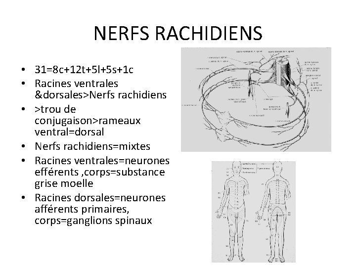 NERFS RACHIDIENS • 31=8 c+12 t+5 l+5 s+1 c • Racines ventrales &dorsales>Nerfs rachidiens