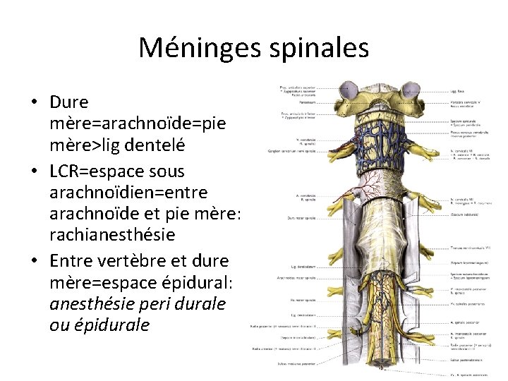 Méninges spinales • Dure mère=arachnoïde=pie mère>lig dentelé • LCR=espace sous arachnoïdien=entre arachnoïde et pie