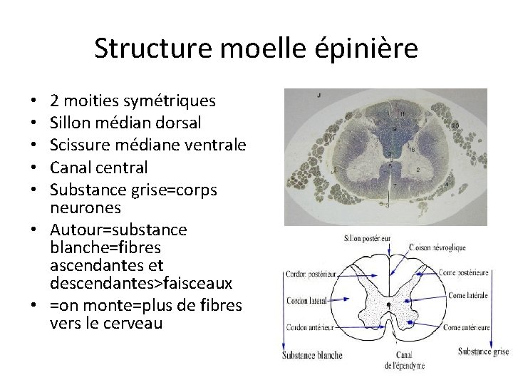 Structure moelle épinière 2 moities symétriques Sillon médian dorsal Scissure médiane ventrale Canal central