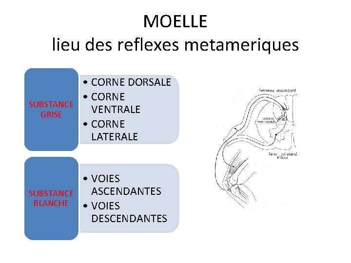 MOELLE lieu des reflexes metameriques SUBSTANCE GRISE • CORNE DORSALE • CORNE VENTRALE •