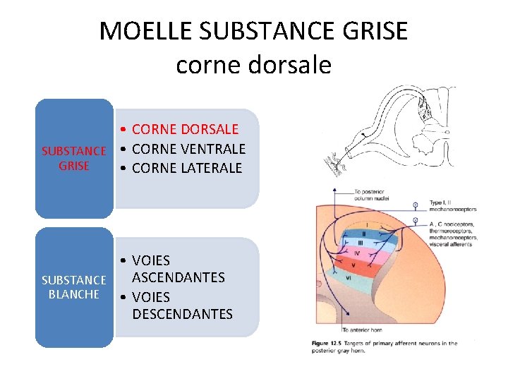 MOELLE SUBSTANCE GRISE corne dorsale • CORNE DORSALE SUBSTANCE • CORNE VENTRALE GRISE •
