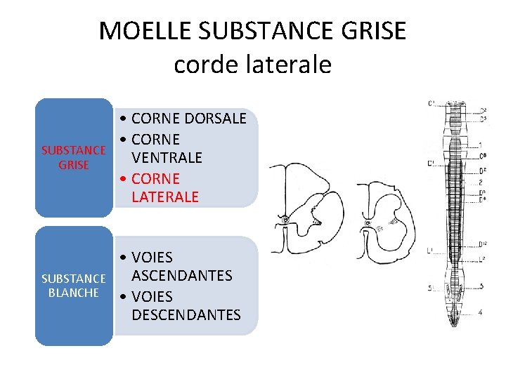 MOELLE SUBSTANCE GRISE corde laterale SUBSTANCE GRISE • CORNE DORSALE • CORNE VENTRALE •