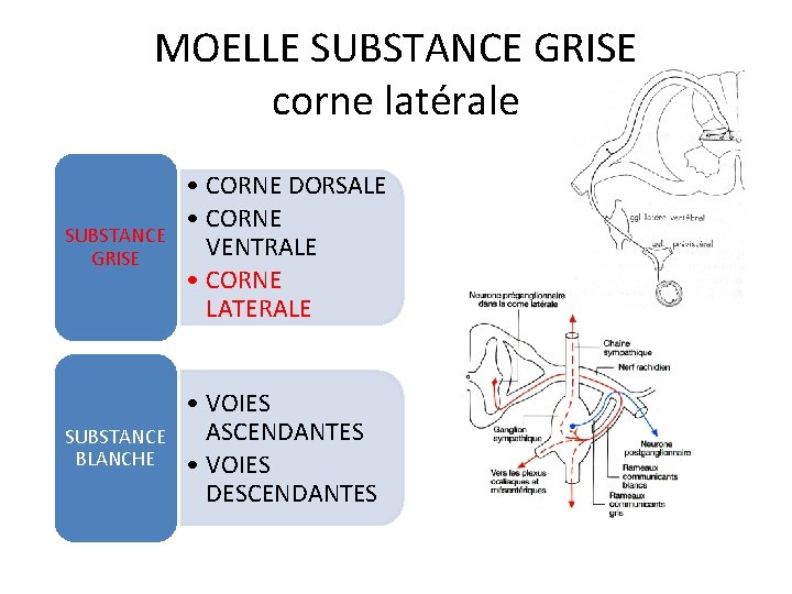 MOELLE SUBSTANCE GRISE corne latérale SUBSTANCE GRISE • CORNE DORSALE • CORNE VENTRALE •