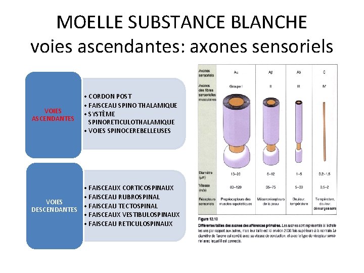 MOELLE SUBSTANCE BLANCHE voies ascendantes: axones sensoriels VOIES ASCENDANTES • CORDON POST • FAISCEAU
