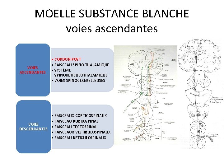 MOELLE SUBSTANCE BLANCHE voies ascendantes VOIES ASCENDANTES • CORDON POST • FAISCEAU SPINO THALAMIQUE