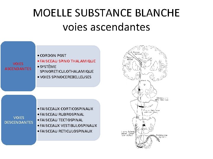 MOELLE SUBSTANCE BLANCHE voies ascendantes VOIES ASCENDANTES • CORDON POST • FAISCEAU SPINO THALAMIQUE