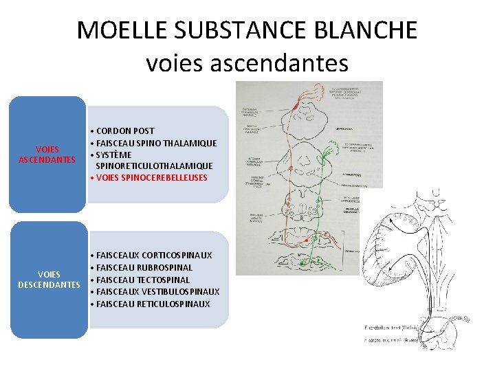 MOELLE SUBSTANCE BLANCHE voies ascendantes VOIES ASCENDANTES • CORDON POST • FAISCEAU SPINO THALAMIQUE