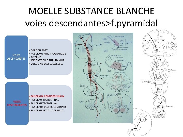 MOELLE SUBSTANCE BLANCHE voies descendantes>f. pyramidal VOIES ASCENDANTES • CORDON POST • FAISCEAU SPINO