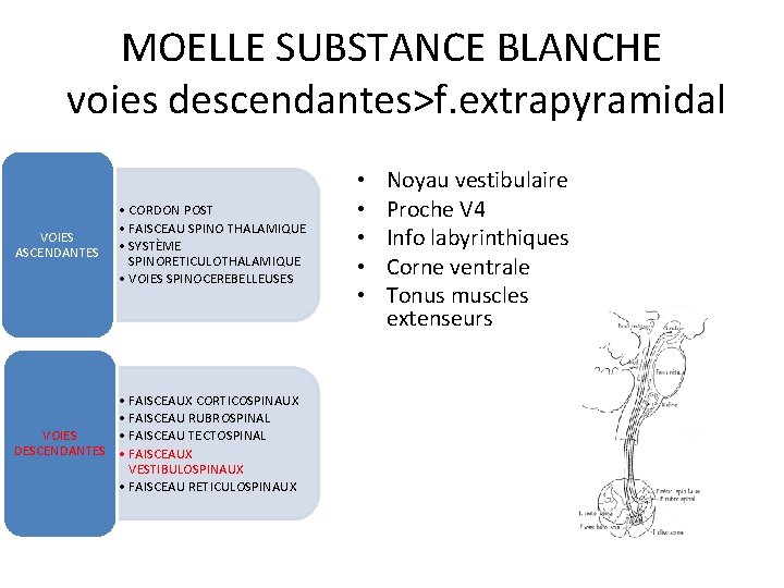 MOELLE SUBSTANCE BLANCHE voies descendantes>f. extrapyramidal VOIES ASCENDANTES • CORDON POST • FAISCEAU SPINO