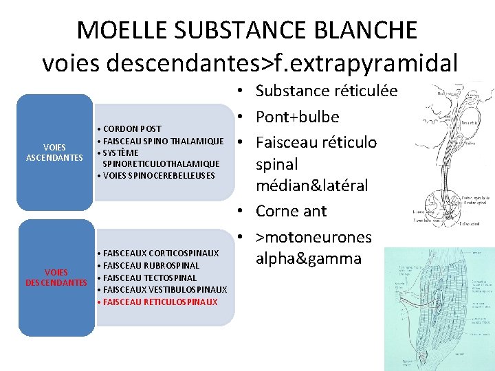 MOELLE SUBSTANCE BLANCHE voies descendantes>f. extrapyramidal VOIES ASCENDANTES • CORDON POST • FAISCEAU SPINO