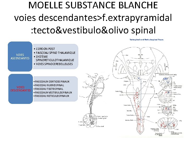 MOELLE SUBSTANCE BLANCHE voies descendantes>f. extrapyramidal : tecto&vestibulo&olivo spinal VOIES ASCENDANTES • CORDON POST