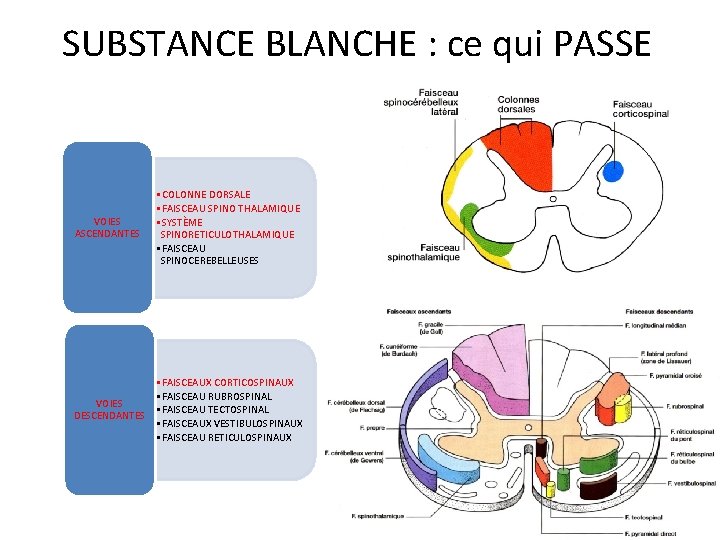 SUBSTANCE BLANCHE : ce qui PASSE VOIES ASCENDANTES • COLONNE DORSALE • FAISCEAU SPINO