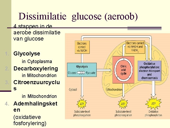 Dissimilatie glucose (aeroob) 4 stappen in de aerobe dissimilatie van glucose 1. Glycolyse in