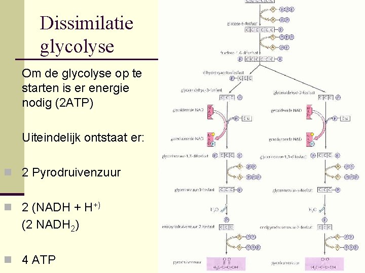 Dissimilatie glycolyse Om de glycolyse op te starten is er energie nodig (2 ATP)