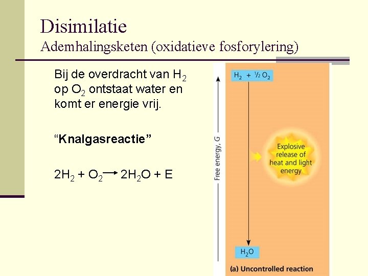 Disimilatie Ademhalingsketen (oxidatieve fosforylering) Bij de overdracht van H 2 op O 2 ontstaat
