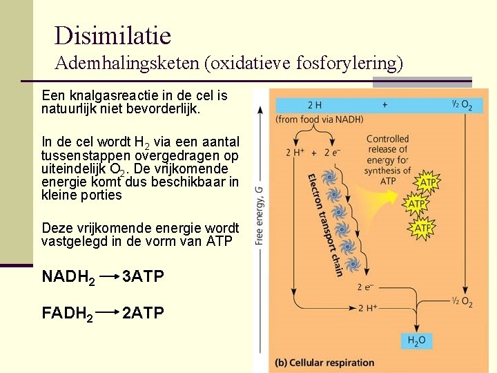 Disimilatie Ademhalingsketen (oxidatieve fosforylering) Een knalgasreactie in de cel is natuurlijk niet bevorderlijk. In