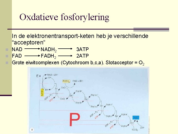 Oxdatieve fosforylering In de elektronentransport-keten heb je verschillende “acceptoren” n NADH 2 3 ATP