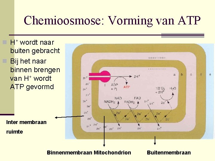 Chemioosmose: Vorming van ATP n H+ wordt naar buiten gebracht n Bij het naar