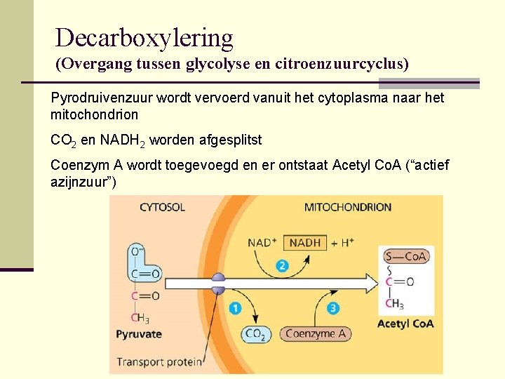 Decarboxylering (Overgang tussen glycolyse en citroenzuurcyclus) Pyrodruivenzuur wordt vervoerd vanuit het cytoplasma naar het