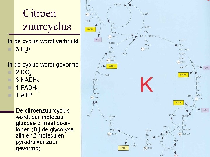 Citroen zuurcyclus In de cyclus wordt verbruikt n 3 H 2 0 In de