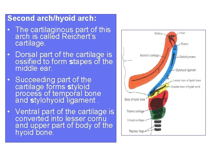 Second arch/hyoid arch: • The cartilaginous part of this arch is called Reichert’s cartilage.