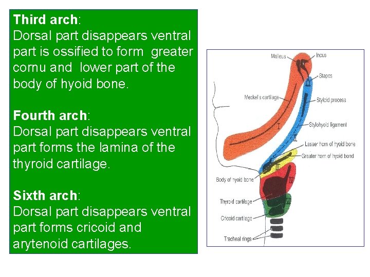 Third arch: Dorsal part disappears ventral part is ossified to form greater cornu and