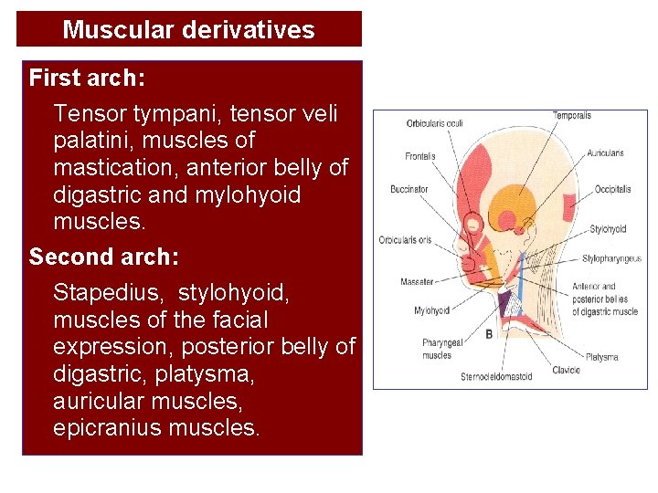 Muscular derivatives First arch: Tensor tympani, tensor veli palatini, muscles of mastication, anterior belly