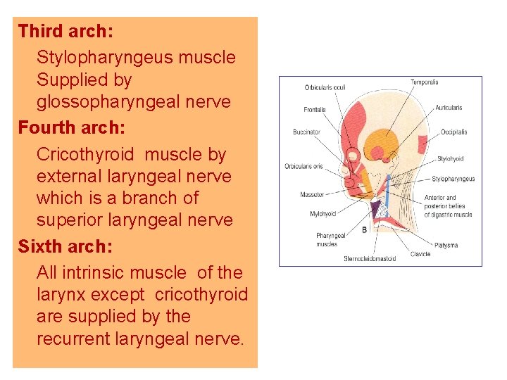 Third arch: Stylopharyngeus muscle Supplied by glossopharyngeal nerve Fourth arch: Cricothyroid muscle by external